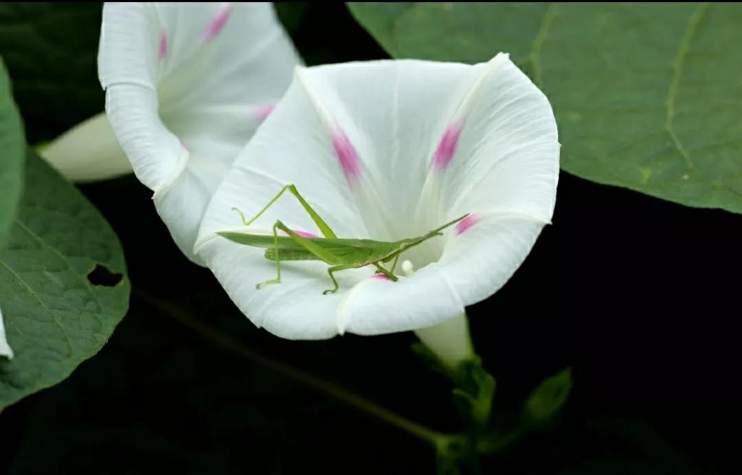 奇葩造型花:头上长草,心中有鬼,白月光。白天不开你非要晚上开