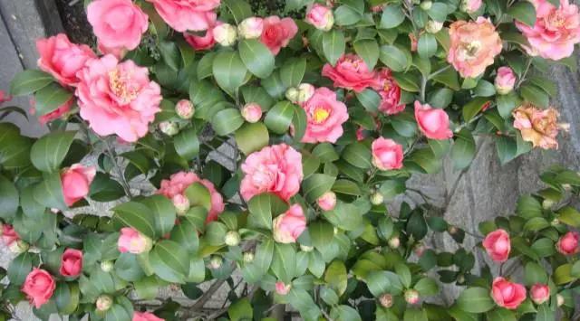 春天几月份适合移盆扦插,夏天可以扦插换盆吗