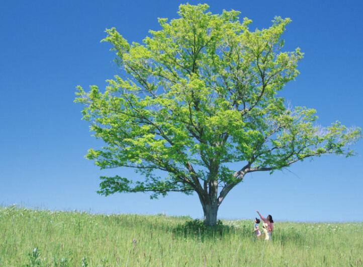 亚马逊河上面为什么不修桥,亚马逊河到底有多可怕没有大桥