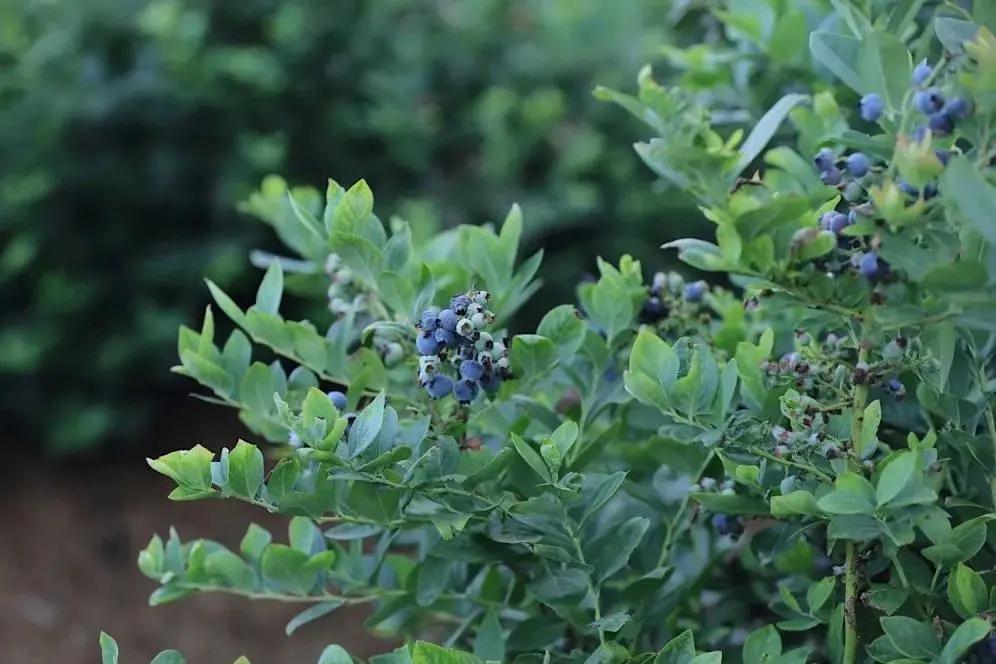 吃货们有福啦 ! 攀枝花承包了你一年的甜蜜……