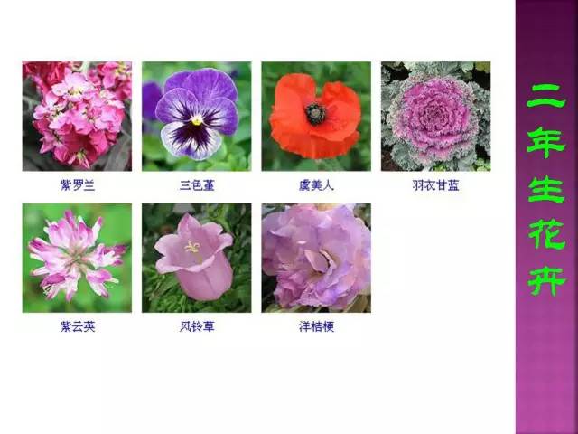 花卉大全500种观叶植物名称,1332种常见花卉植物图谱