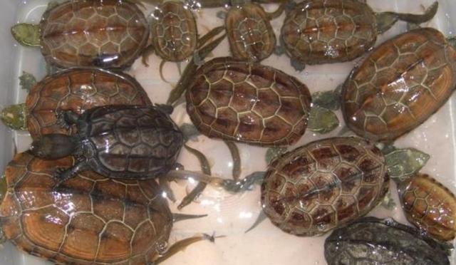 中华草龟怎么养,中华草龟怎么养最好