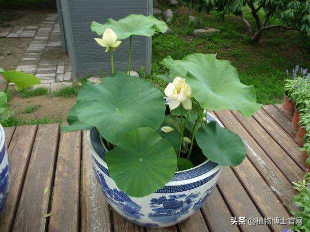 用种子怎么播种荷花,荷花从种子到开花要多长时间