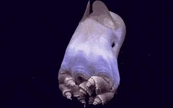 深海的生物怎么呼吸,深海生物能生活在浅水吗