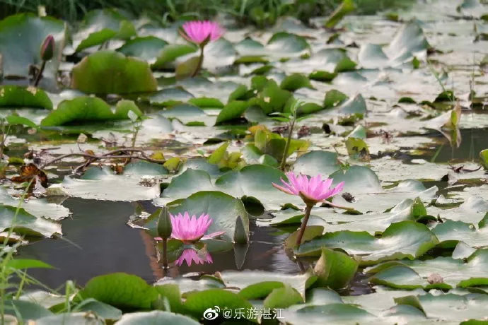 湛江最值得去的10大景点,湛江最值得去的景点推荐