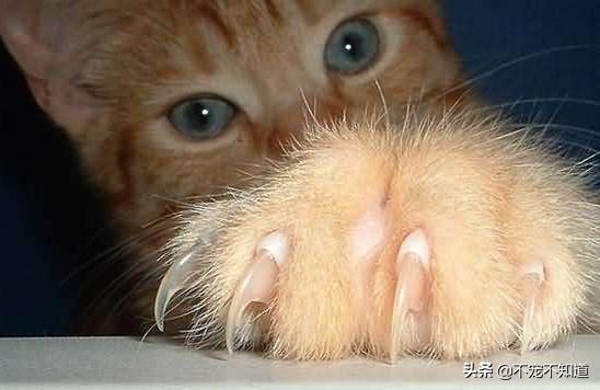 家里的猫咪抓伤要不要打狂犬疫苗,打了狂犬疫苗的猫咪抓伤了怎么办