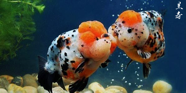 8-10厘米兰寿和10-12厘米兰寿混养吗,饲养兰寿金鱼有哪些注意事项