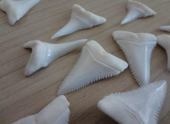 能让大白鲨恐惧的五种海洋生物,凶猛的鲨鱼大白鲨