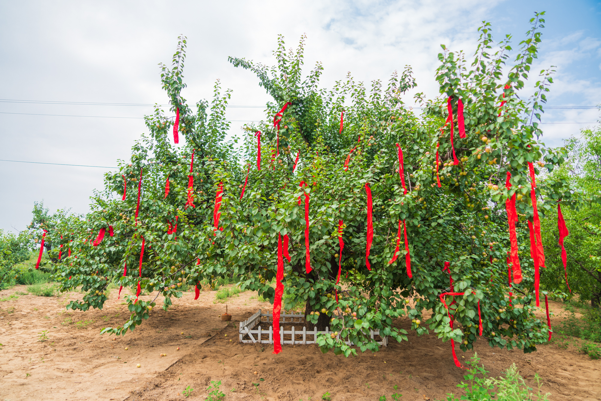 今年618不宅家，不剁手，我去巨鹿过杏节