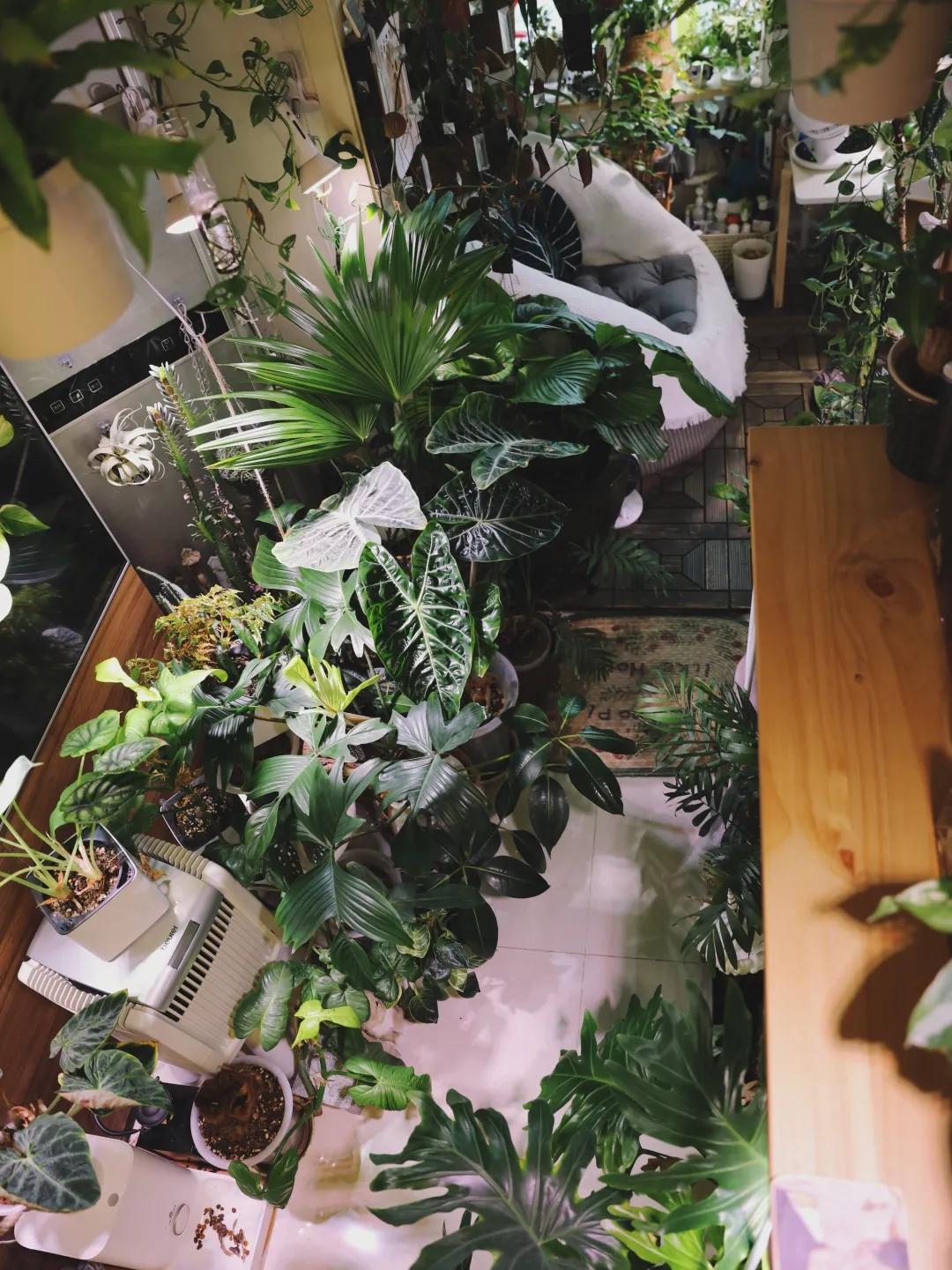 没花园怎么种花？从东北到广东，4位大神在室内种出植物园，绝美