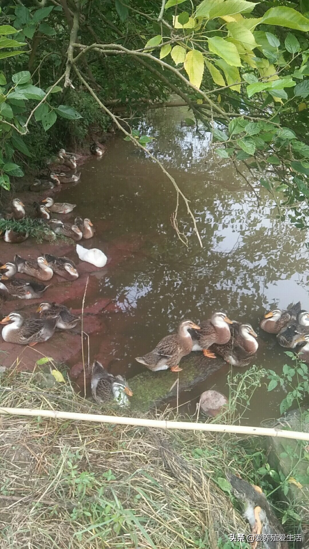 夏季霉菌感染对鸭群的侵害有哪些？最有效的小秘方一定要收藏