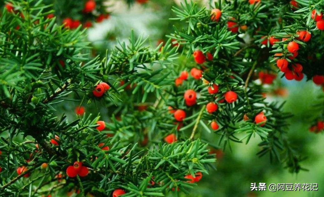 豫北红豆杉树出现黄叶是怎么回事,红豆杉盆景黄叶解决方法