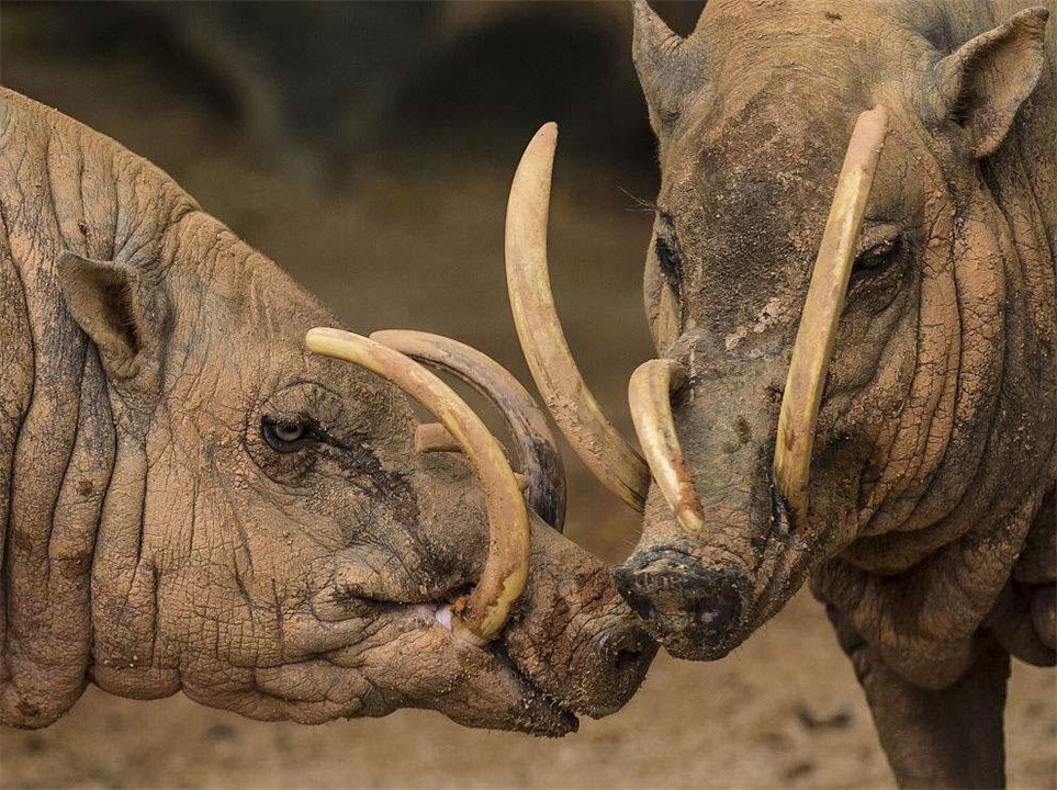 被自己的角扎死的动物,动物牙齿戳到自己