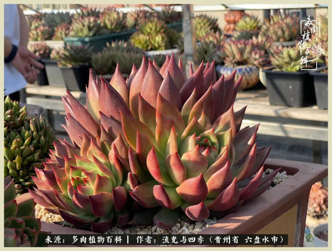 国庆假期你快乐吗?来,凉都美肉与你相伴一一小乌木的霸气东云