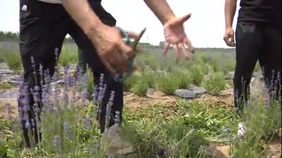 滑县普罗旺斯薰衣草庄园,普罗旺斯花海震撼