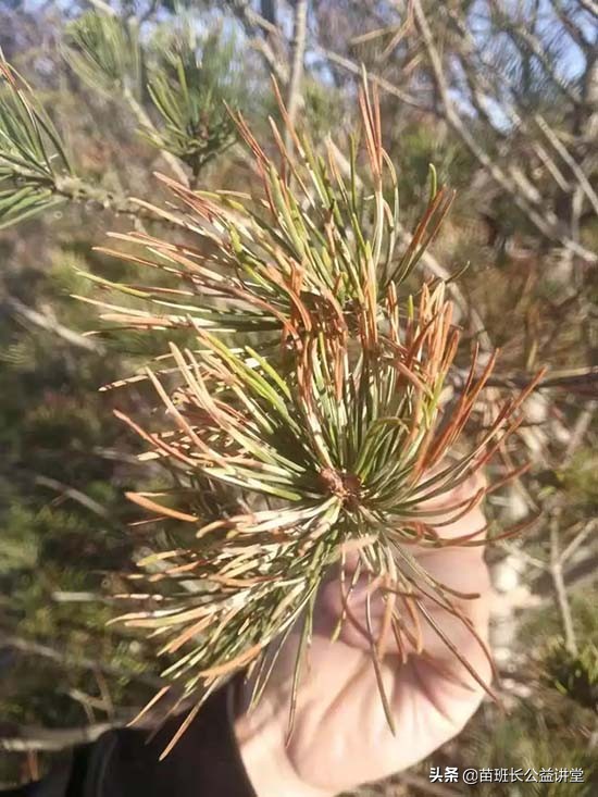 油松发黄枯死,油松枯萎怎么回事