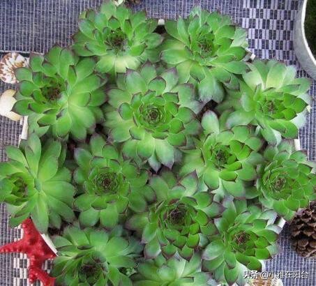 观音莲长侧芽怎么养殖,观音莲怎么养叶层才能变多