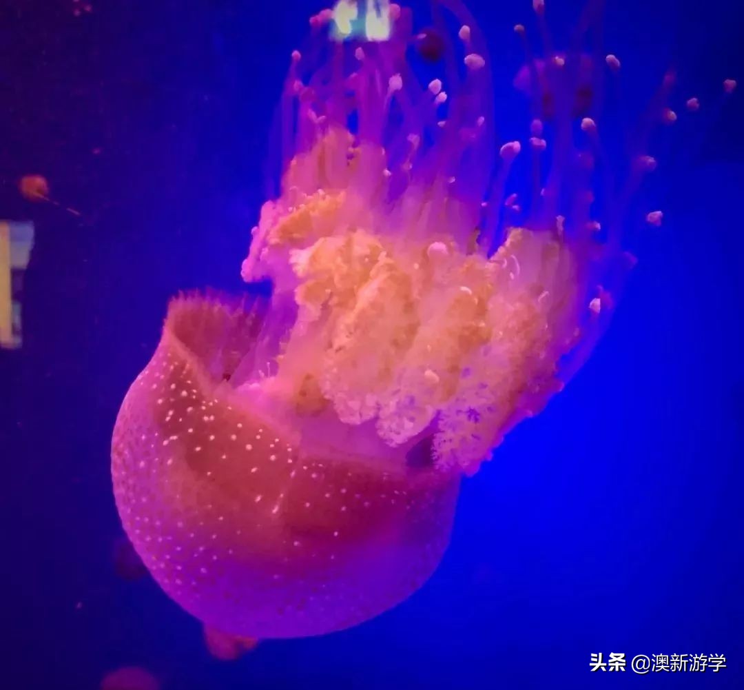 澳洲游学满载而归,澳洲亲子游学日程安排