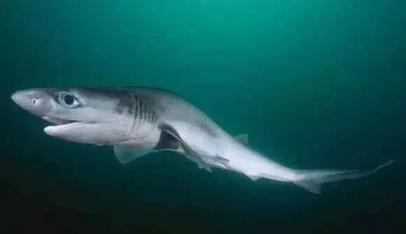 观赏淡水小鲨鱼种类及图片,海洋馆鲨鱼的种类名字