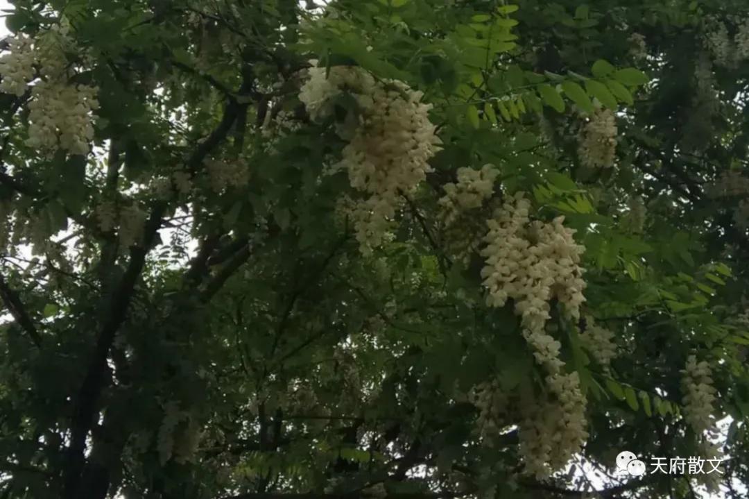 又是遍野槐花香,一季槐花香