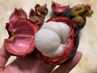 山竹哪里便宜又好,又高又大的山竹怎么样