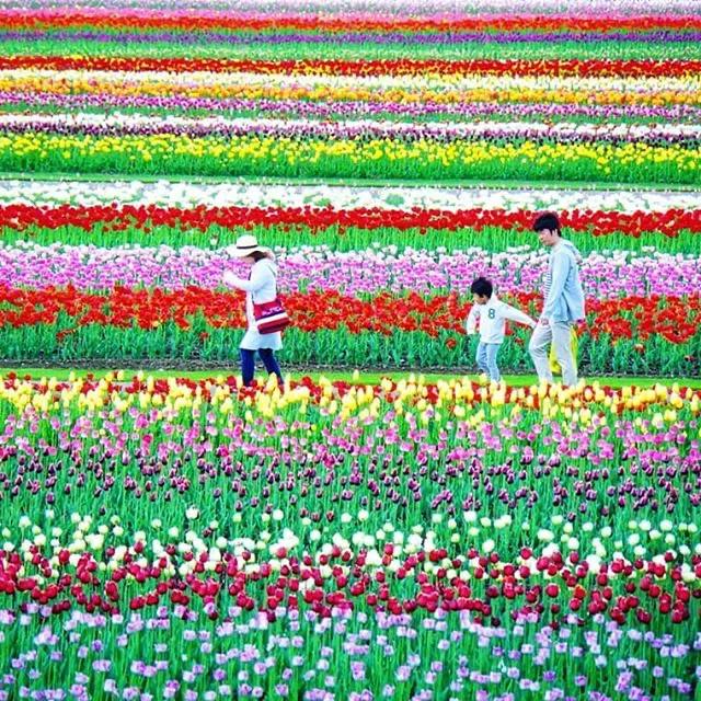 北海道的雪有多美,北海道到底有多吸引人