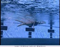 自由泳帅不帅,自由泳解锁鞭状打腿