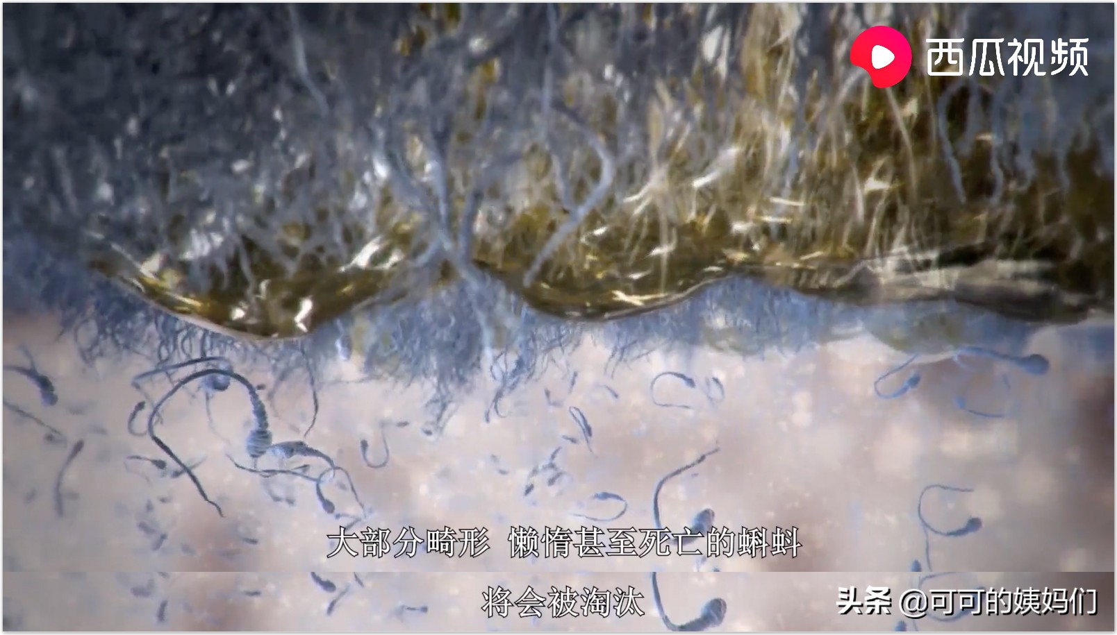 双胞胎受孕过程科普动画,揭秘试管婴儿受孕全过程