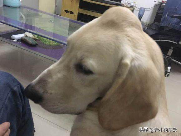 拉布拉多头顶突然长出大包，主人以为是肿瘤，听到医生的话却笑了