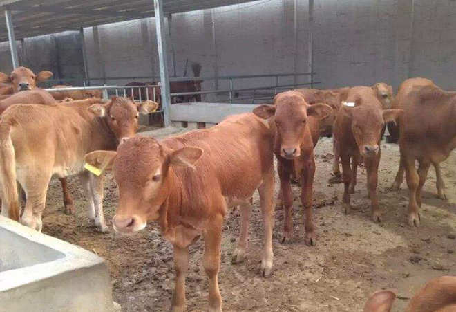 一位养殖户问：打过草甘膦的杂草，还能喂牛吗？你会如何回答？