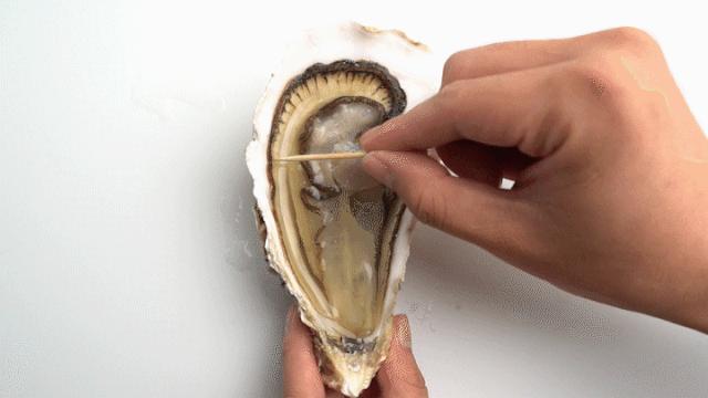 乳山生蚝科普,生蚝冷知识图片