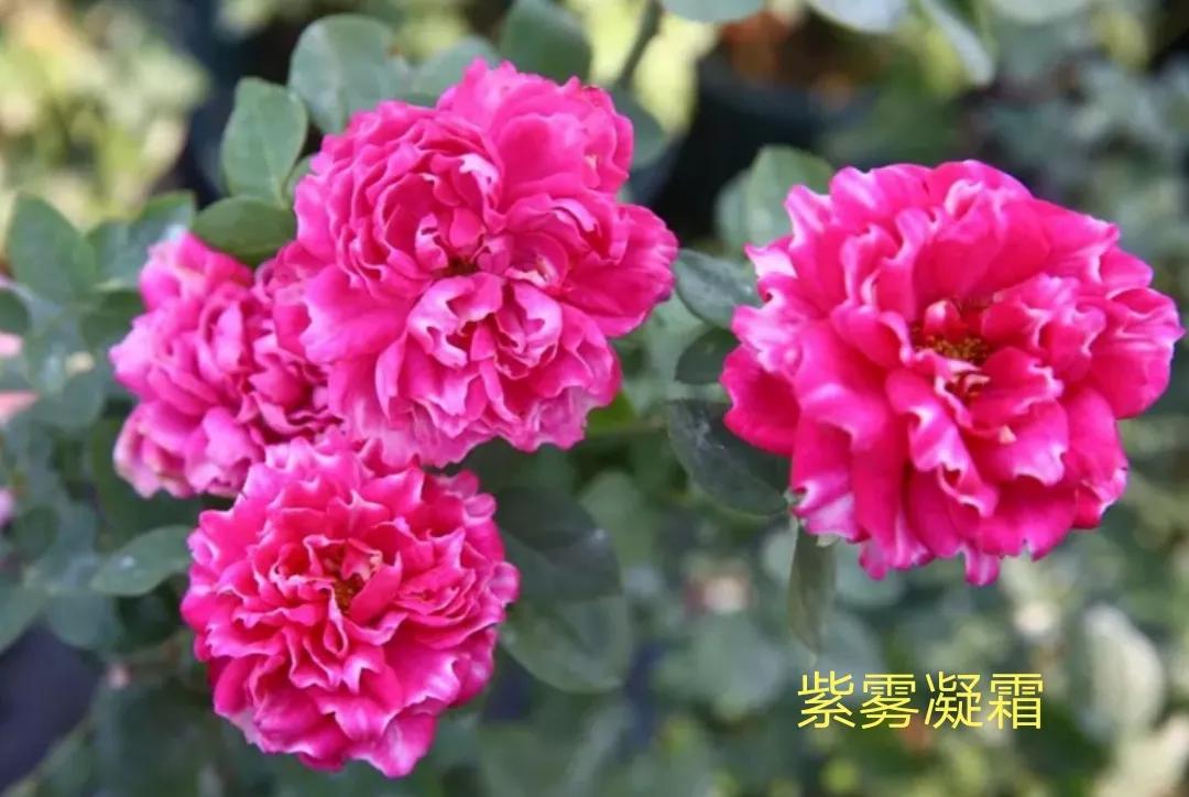 切花火焰月季的优缺点,常见切花月季一览