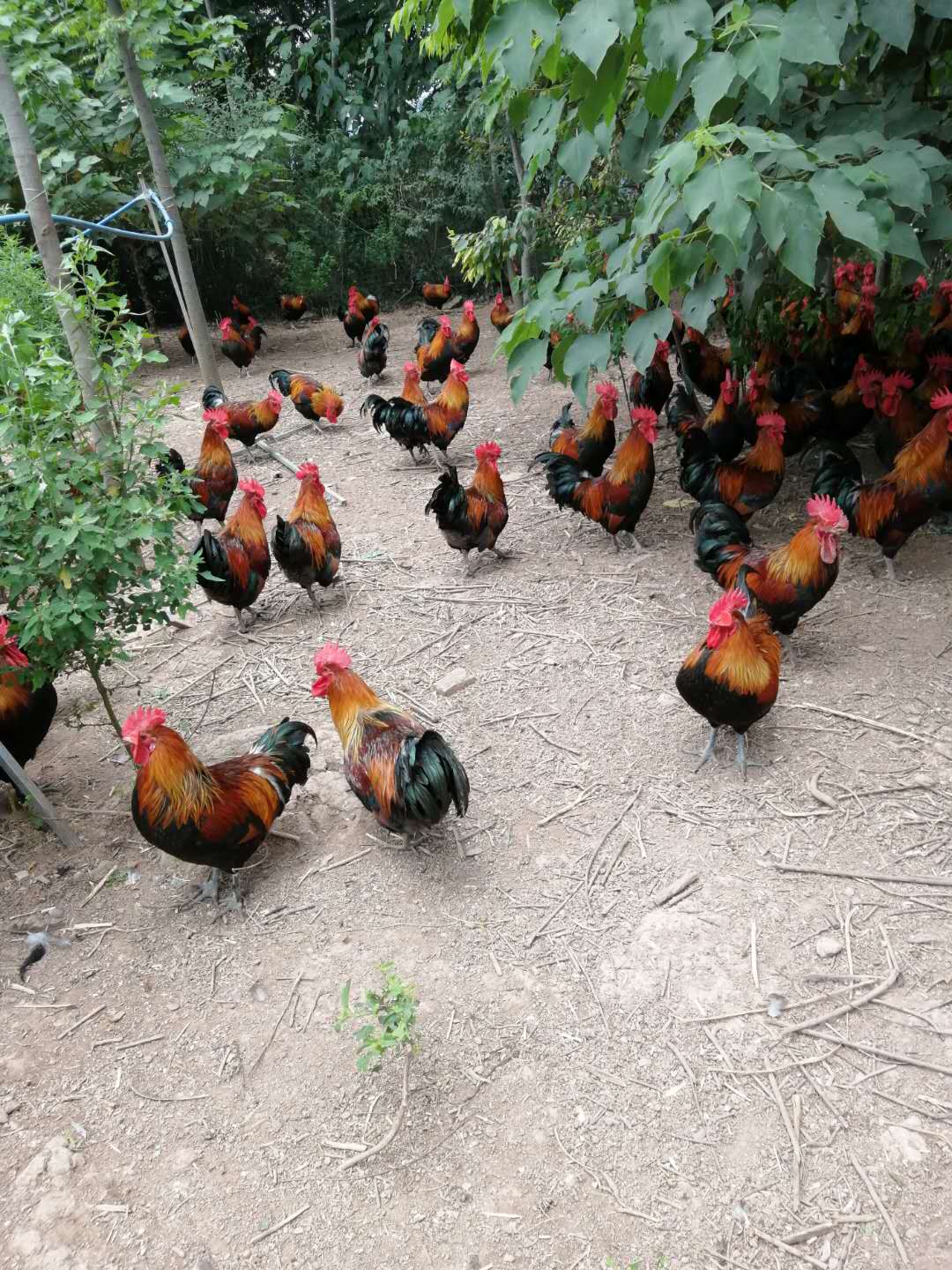 土鸡的销路怎么找,土鸡养殖如何挣钱