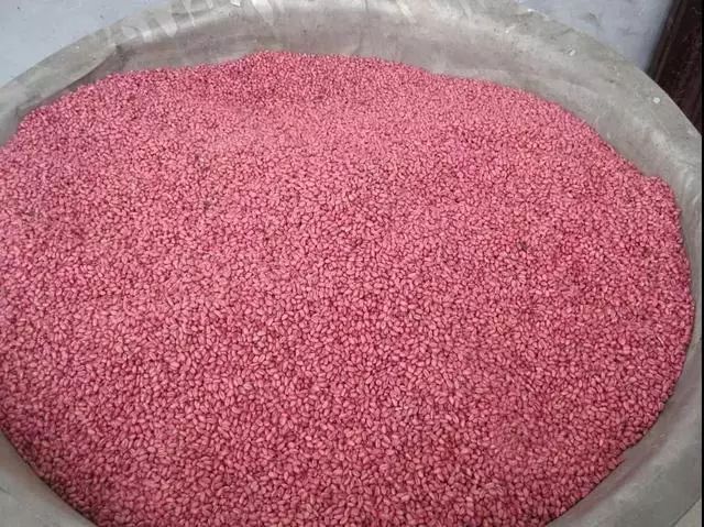 小麦发黄死苗烂根是被什么虫咬,小麦种早了死苗怎么办