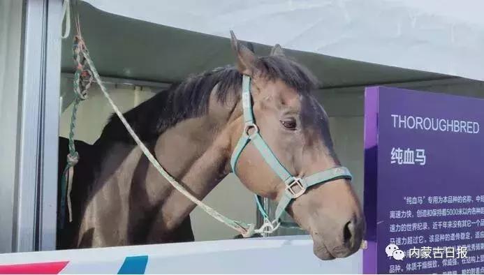 汗血宝马马术表演,汗血宝马蒙古马赛跑