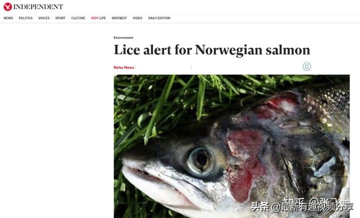 挪威三文鱼养殖环境恶劣纪录片,挪威三文鱼养殖环境恶劣新闻