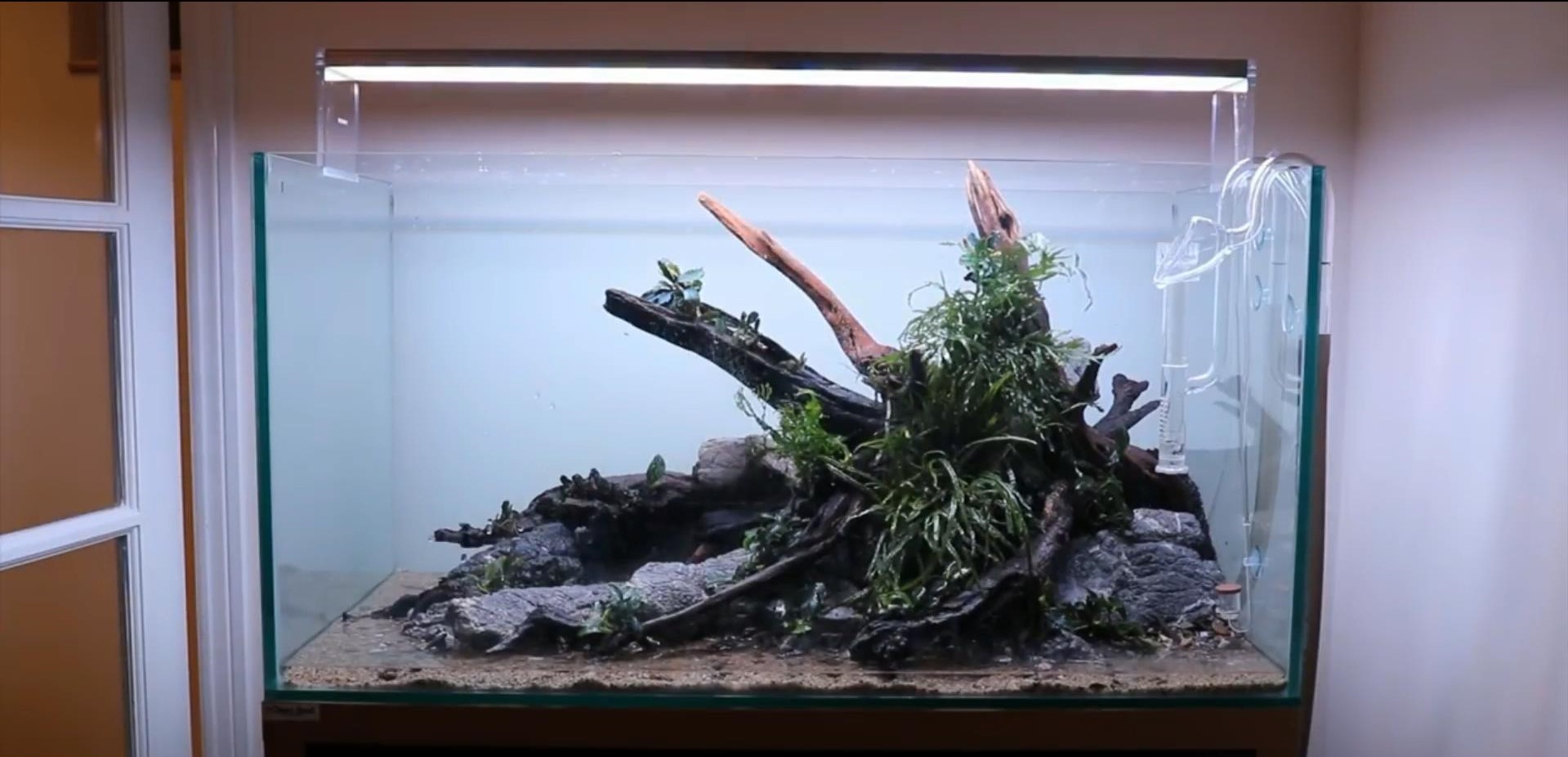 沉木草缸入门造景,50厘米草缸入门造景