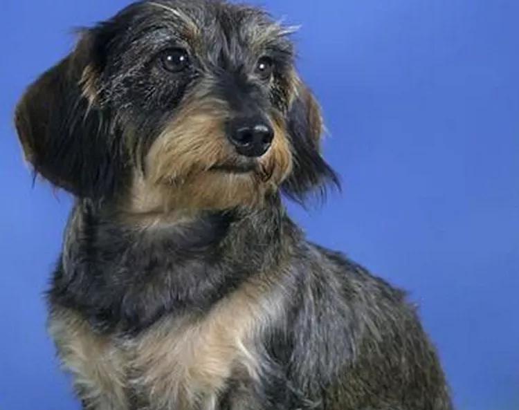 哪些狗狗适合新手养小型犬,最适合新手养的狗狗