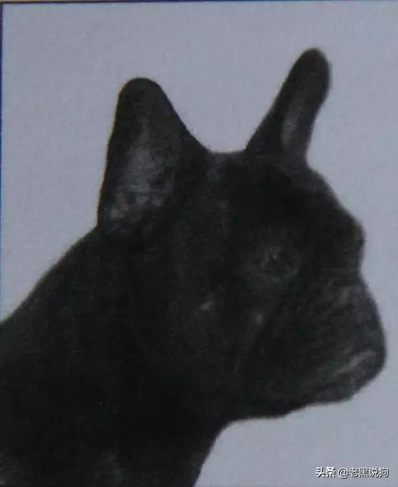 蓝法斗长大后毛色变化,国际认可纯种法斗毛色