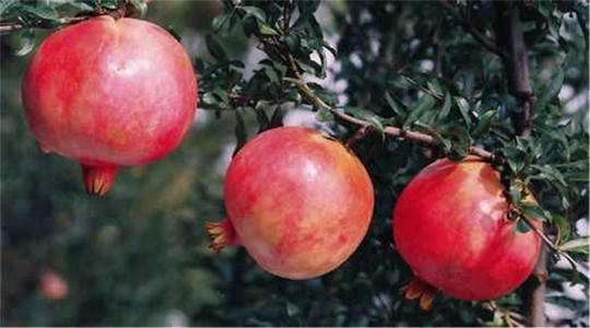 石榴树苗在冬季的正确种植方法,适合在南方种植又好看的石榴