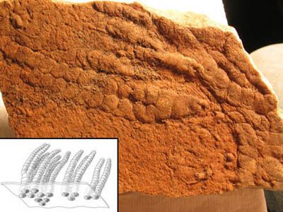 人都是女人生的，在没有人类之前，第一个女人是哪里来的？