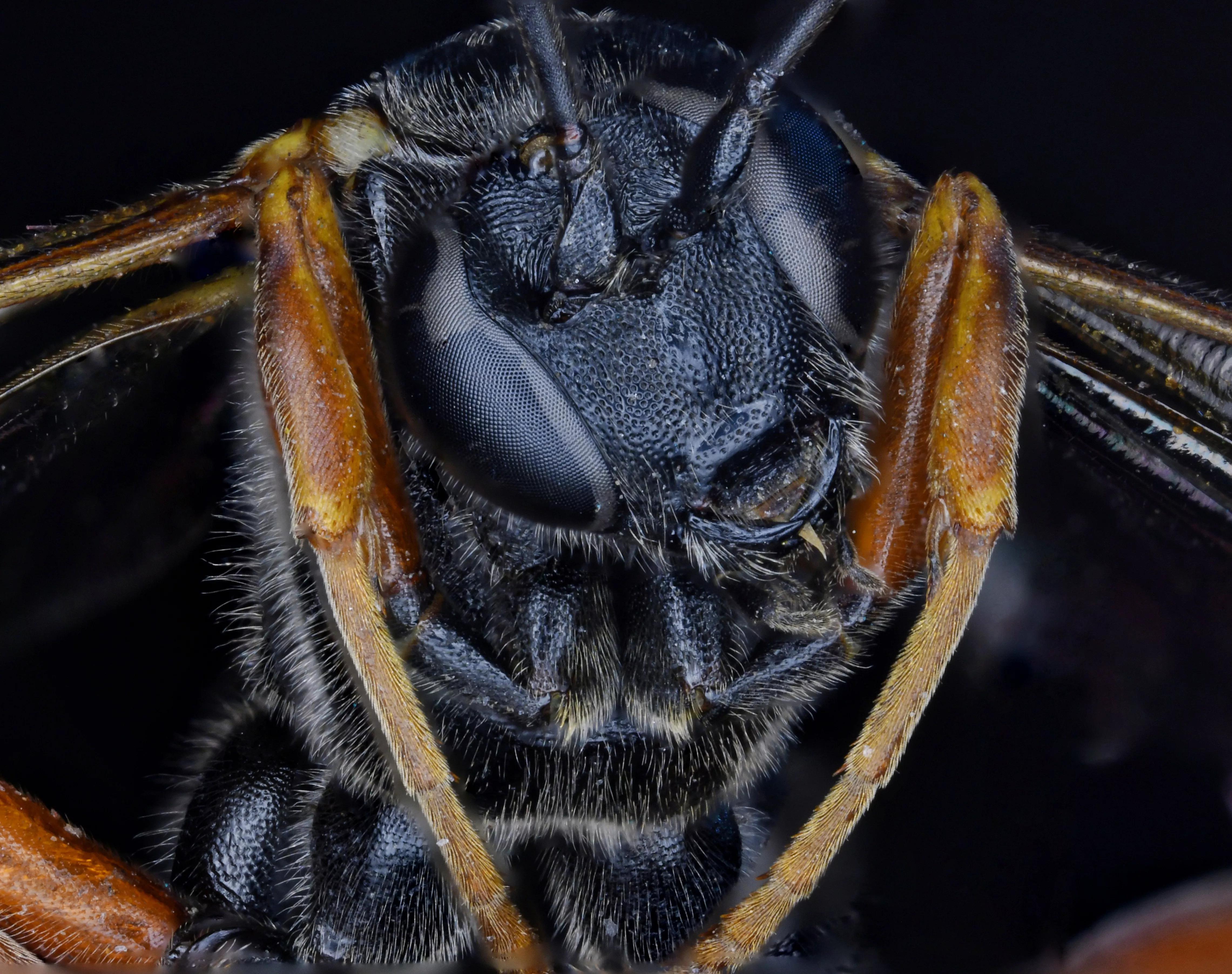 老蛙最强的微距镜头,老蛙25微距镜头