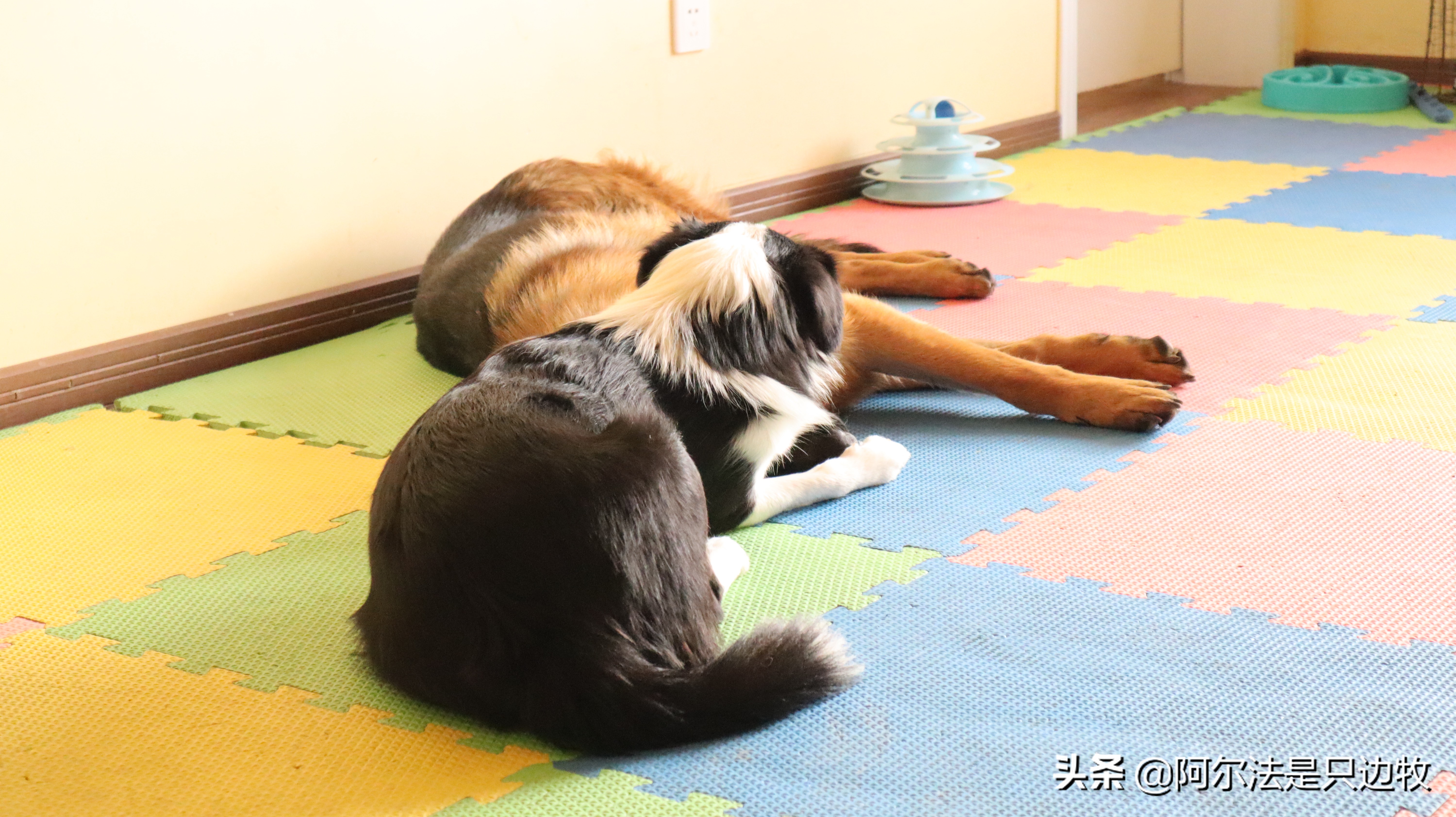 边牧欺负德牧,边牧犯错被主人打