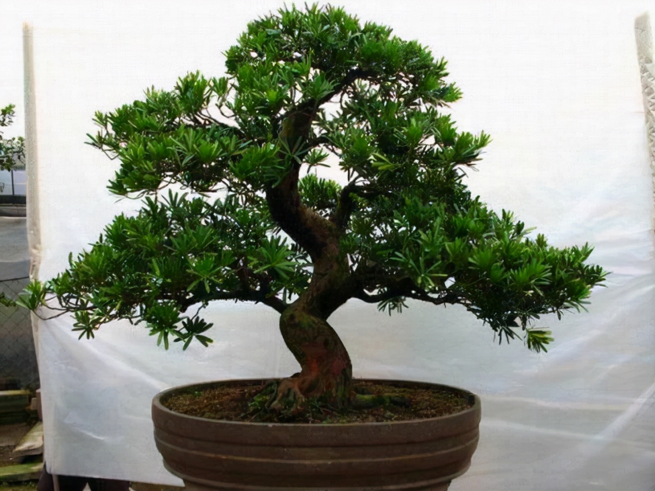 罗汉松生物学特性,罗汉松的生长特性