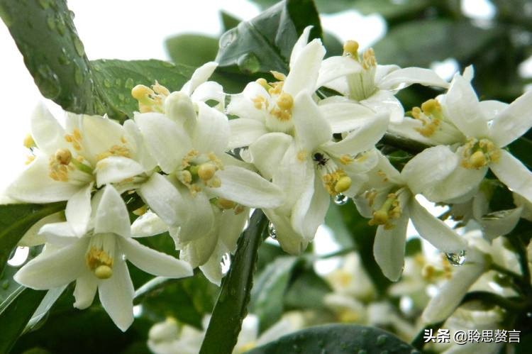 橘柚花诗词精选一十八首蓼岸风多橘柚香，堪怜堪爱还堪惜
