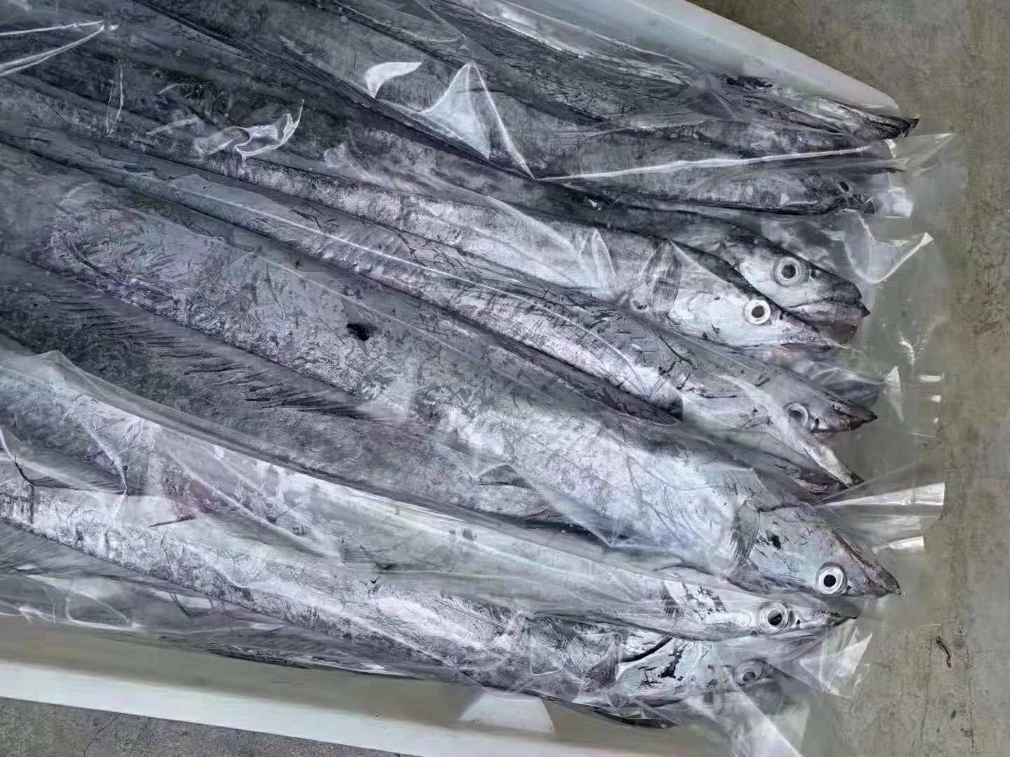 带鱼最好的是什么品种,带鱼你知道怎么挑选吗