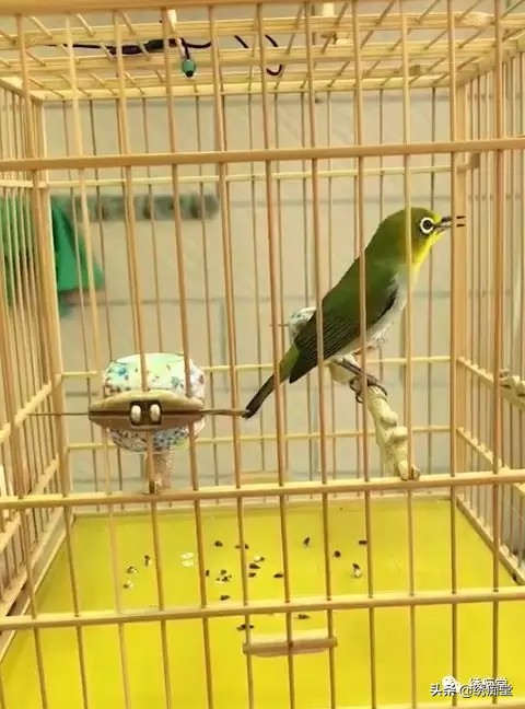 大金黄鸟仰头怎么办,生鸟入笼怎么防止仰头