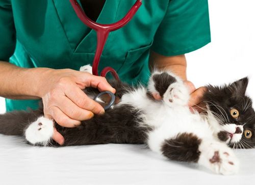 辟谣!猫咪发情用棉签可以止住?小心猫咪患上子宫蓄脓