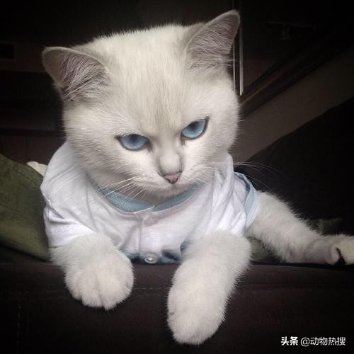 英国短毛猫有哪几种品种,你见过这样的英国短毛猫吗