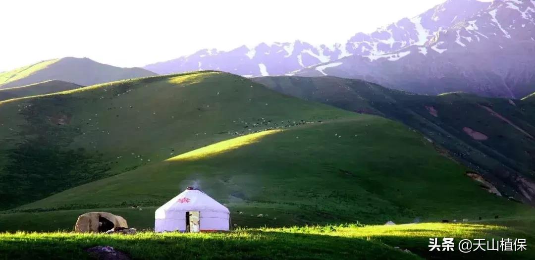 伊犁可克达拉草原,伊犁草原之旅